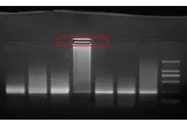 The sample wells show fluorescence